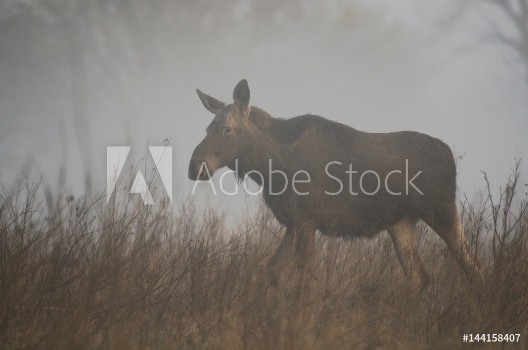 Picture of o we mgle w wiosennym mglistym poranku na dzikich kach Dolnej Doliny Pilicy